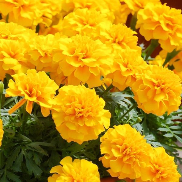Marigold French Mixed 6 Pack
